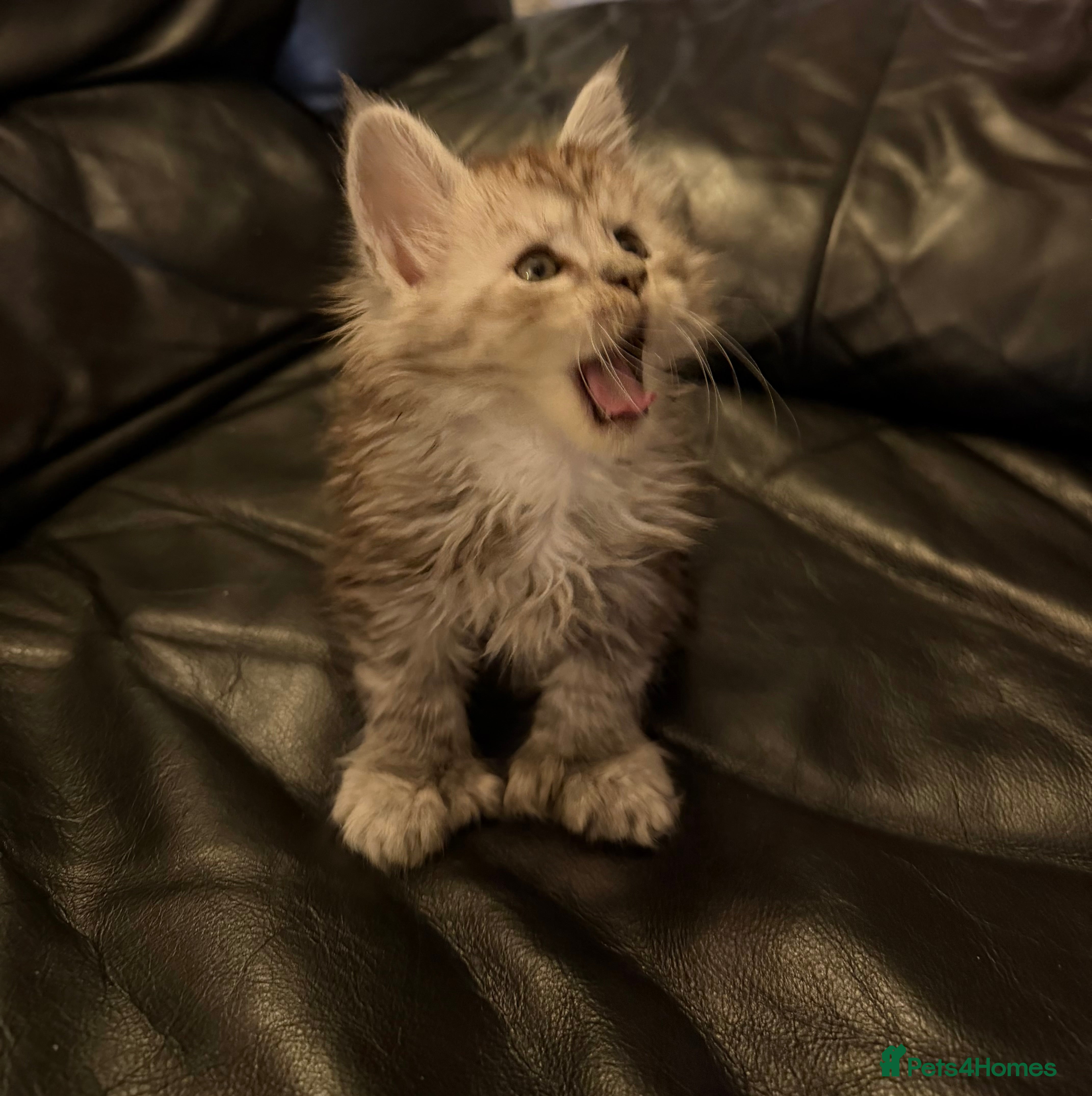 Maine Coon cats Registered Poly Black Smoke Maine Coon Boy Kitten  - Advert 16