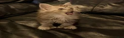 Maine Coon cats for sale: Registered Maine coon kittens  - Advert 6
