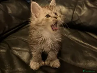 Maine Coon cats Registered Poly Black Smoke Maine Coon Boy Kitten - Advert 16