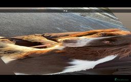 Cocker Spaniel dogs for sale: Cocker spaniel - Advert 5