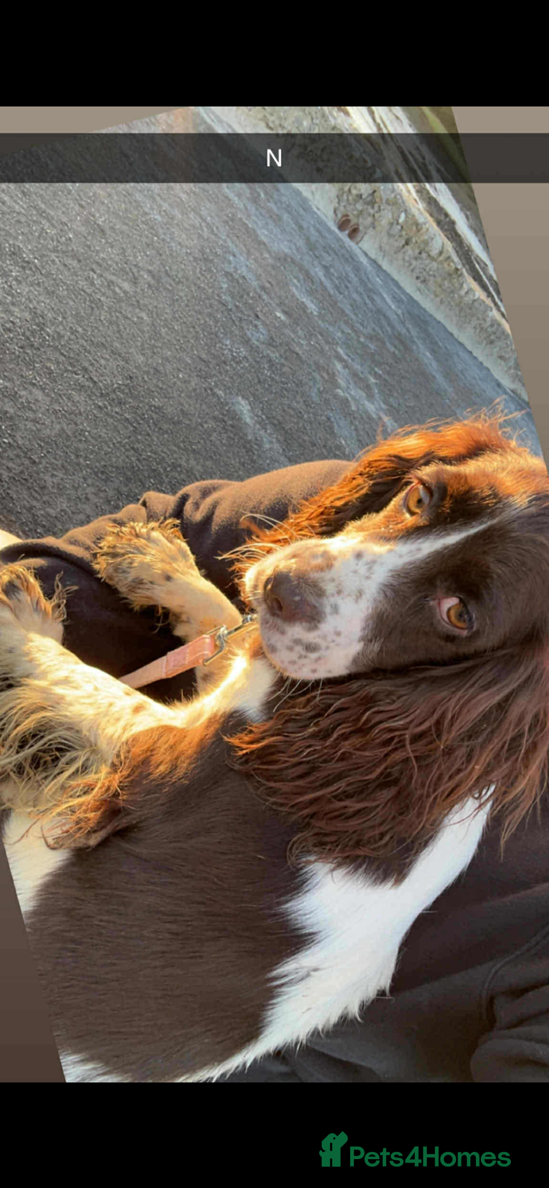 Cocker Spaniel dogs for sale: Cocker spaniel - Advert 5