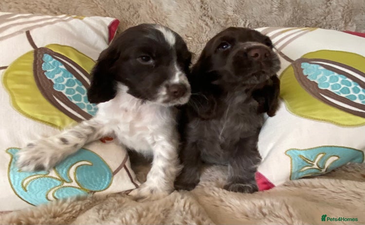 Cocker Spaniel dogs - Advert 1