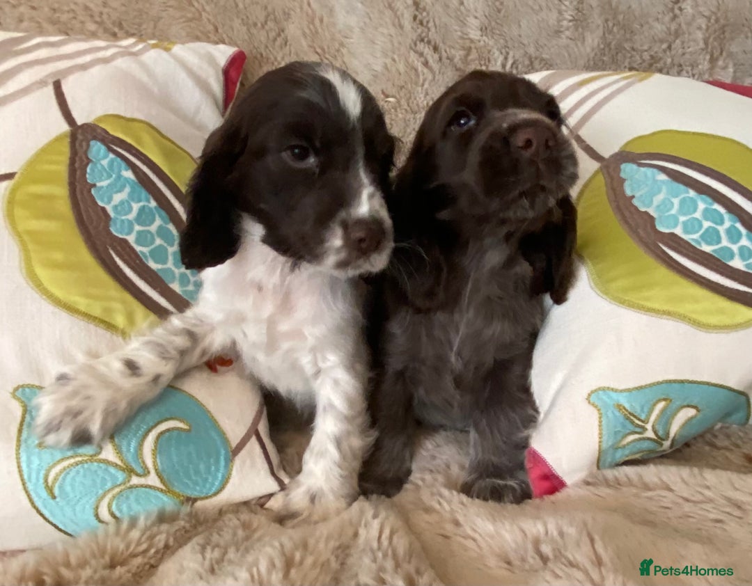 Cocker Spaniel dogs for sale: Adorable show cocker puppies - Image 1