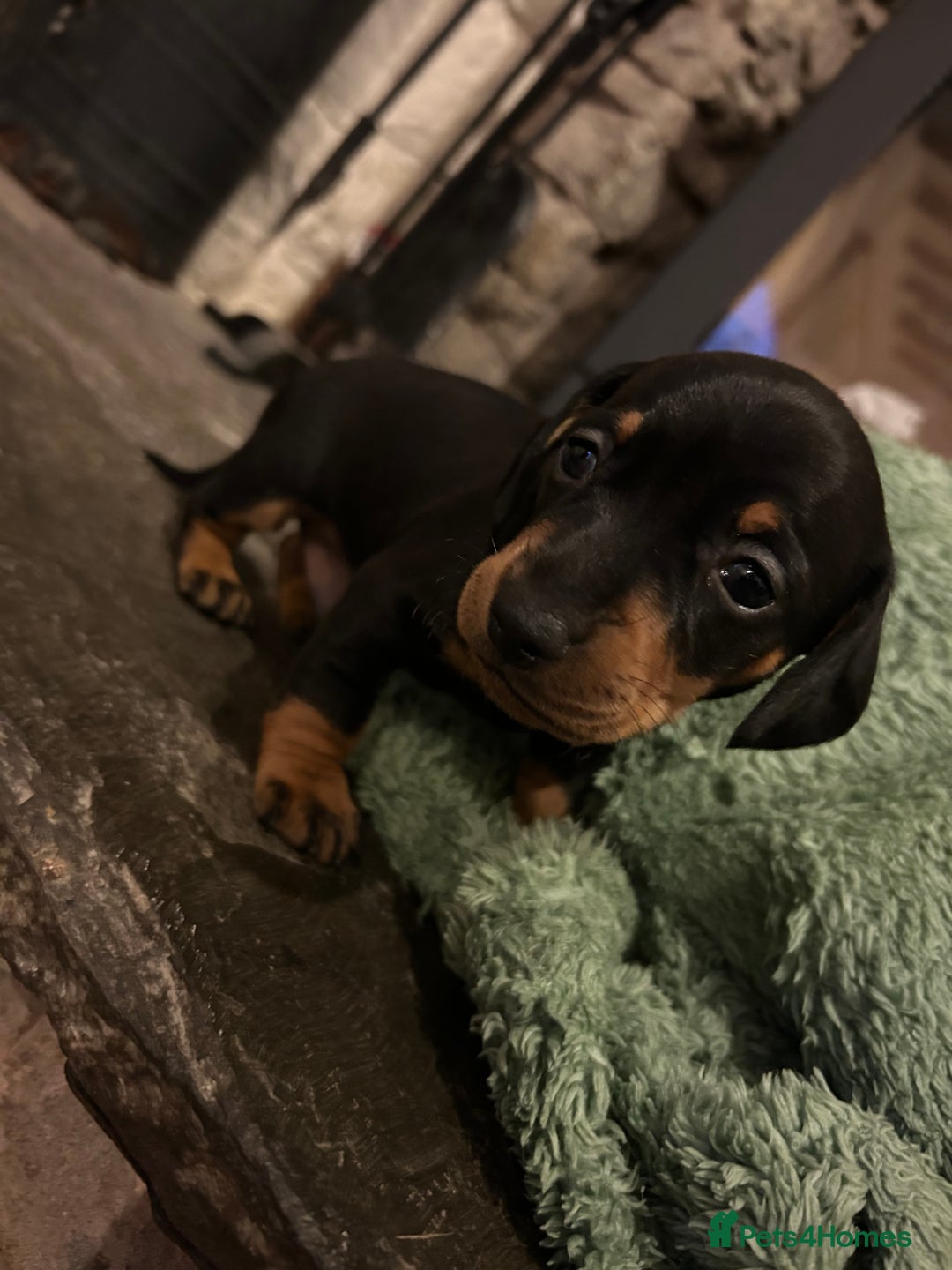 Miniature Dachshund dogs for sale: Miniature dachshund puppies  - Image 3