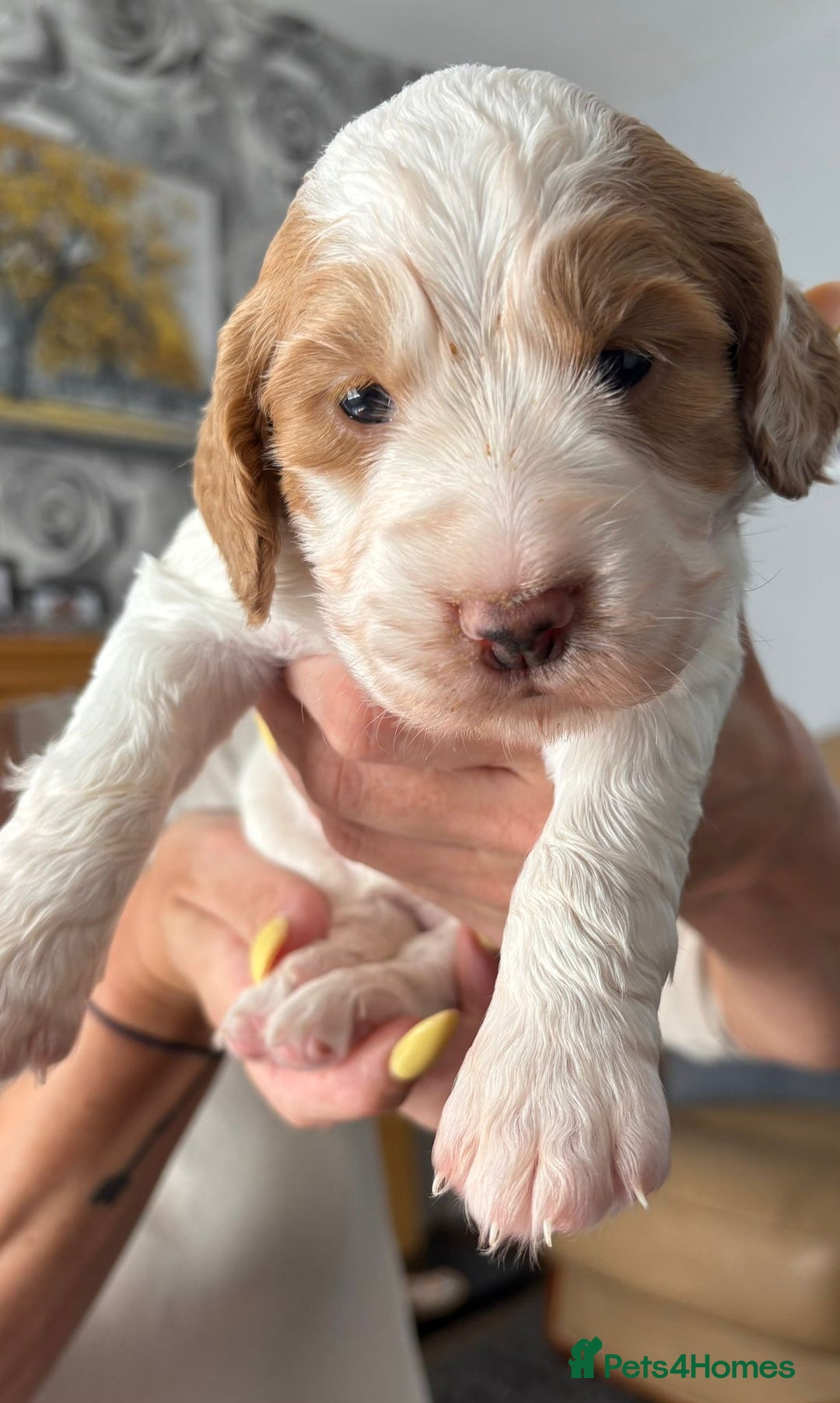 Cocker Spaniel dogs for sale: Working Cocker Spaniel Puppies - Image 4