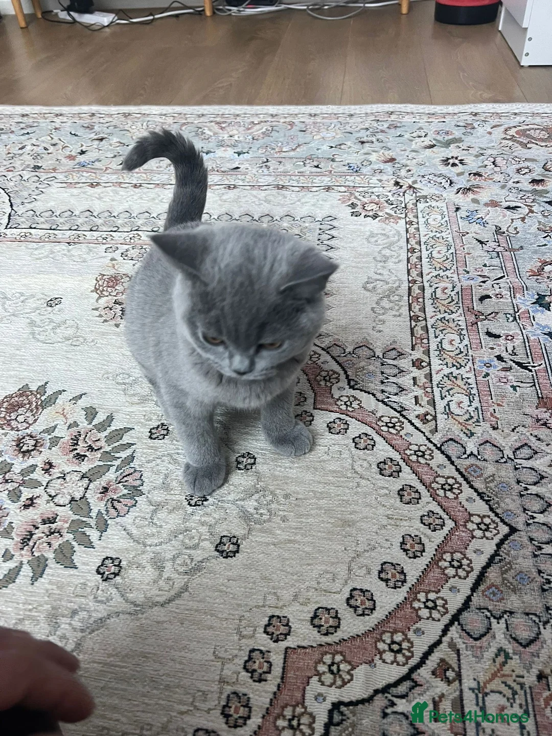 British Shorthair cats for sale: British Shorthair Boy 4 Months vacinated & Healthy - Advert 6
