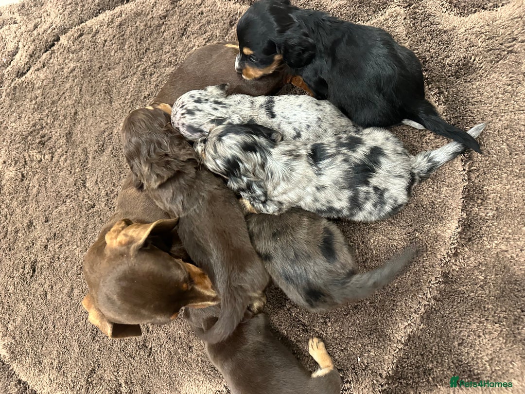 Miniature Dachshund dogs for sale: 6 KC miniature dashound puppies  - Advert 33