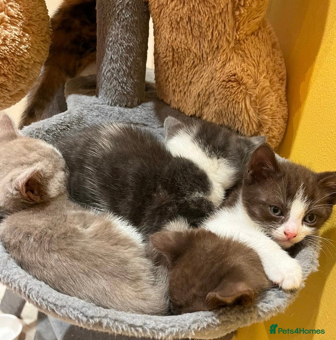 British Shorthair cats for sale: Exceptional kittens, unusual markings - Advert 10