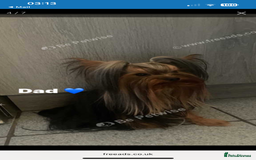 Yorkshire Terrier dogs for sale: MINI PEDIGREE YORKSHIRE TERRIER FOR SALE - Image 9