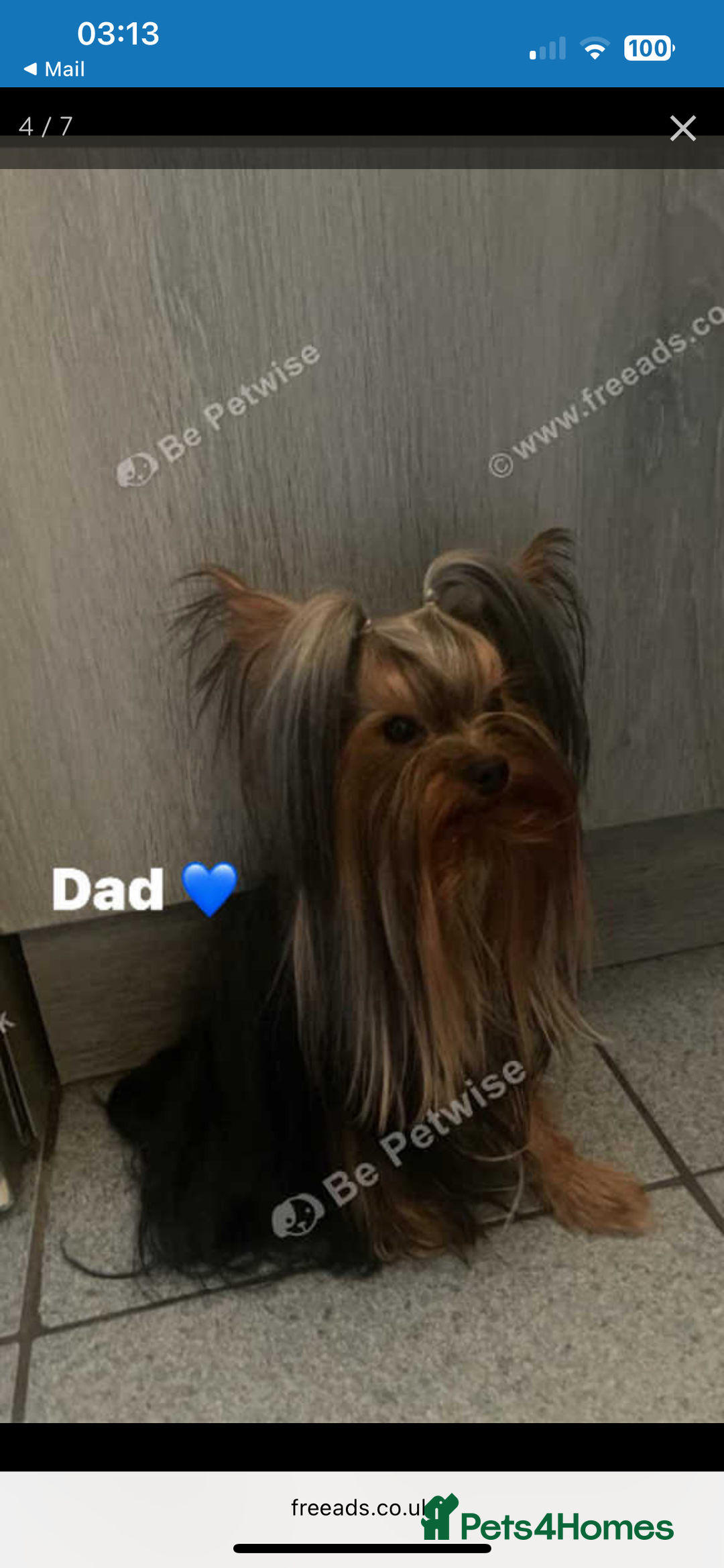 Yorkshire Terrier dogs for sale: MINI PEDIGREE YORKSHIRE TERRIER FOR SALE - Image 9