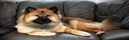 Eurasier dogs for sale: EXQUISPITZ Lovingly home reared Euraiser Puppies  - Advert 5