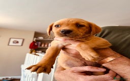 Labrador Retriever dogs for sale: Ready now!! Amazing red fox Labrador puppies  - Image 21