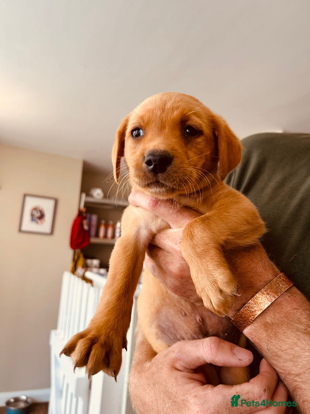 Labrador Retriever dogs for sale: Ready now!! Amazing red fox Labrador puppies  - Image 21