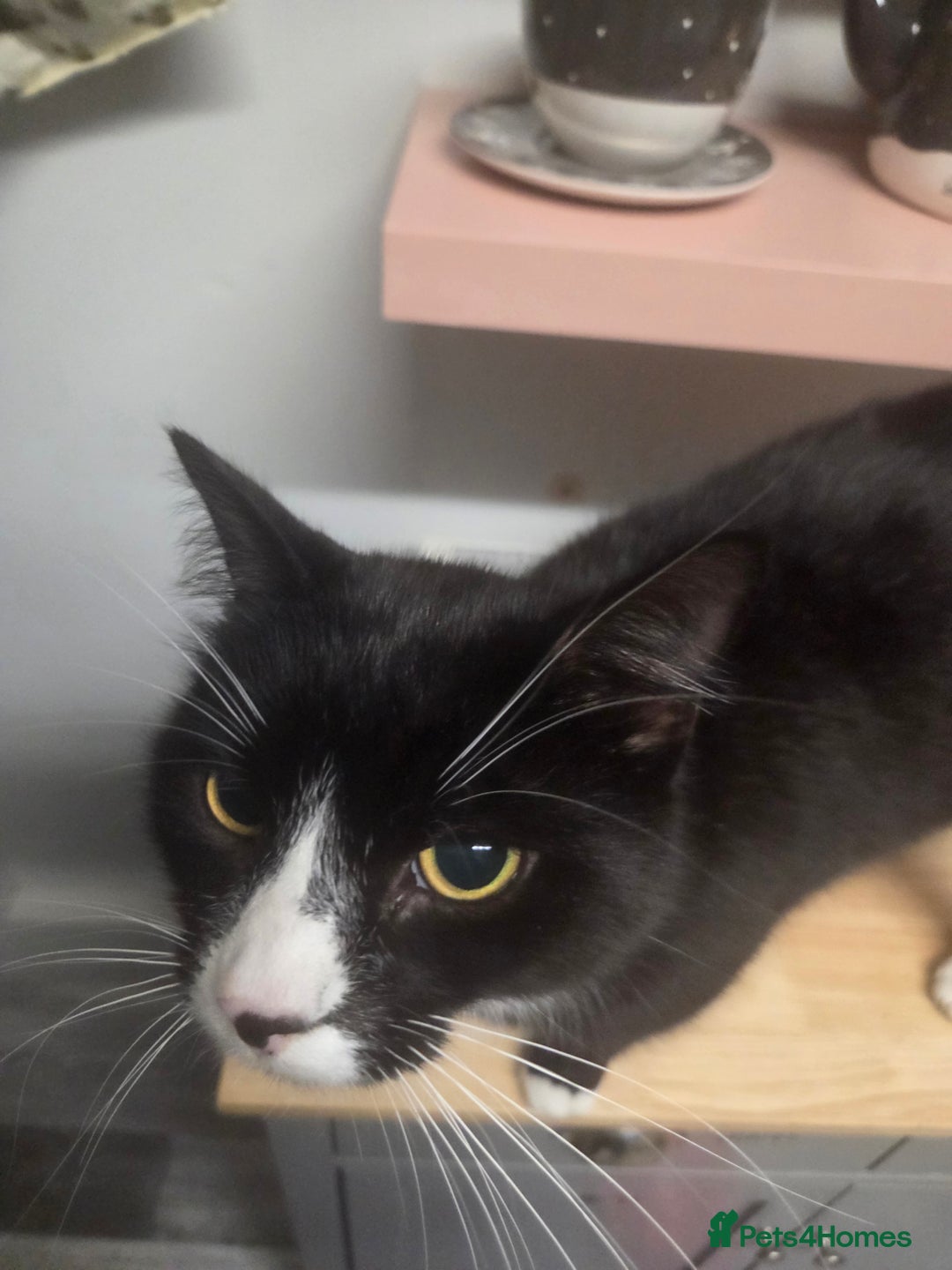 British Shorthair cats for sale: Teddy - Image 4