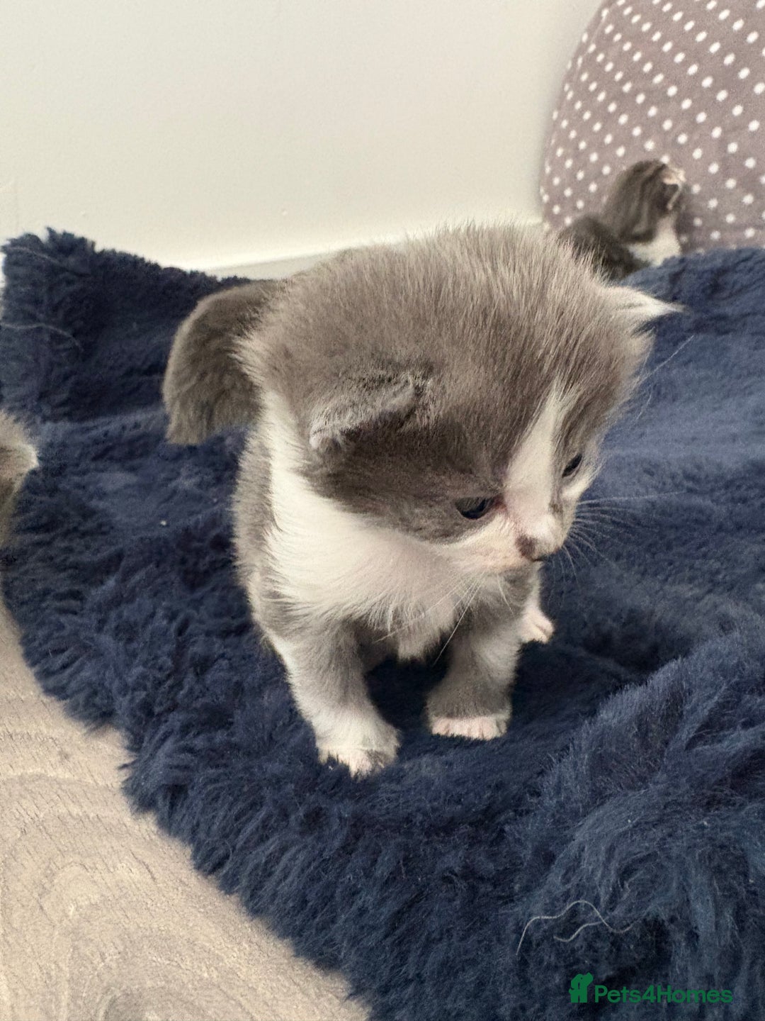 Domestic Shorthair cats for sale: 3 x female kittens  - Image 5