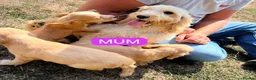 Cockapoo dogs for sale: Stunning ready now  - Advert 4