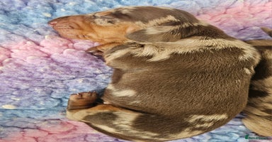 Dachshund dogs - Advert 5