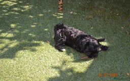 Shihpoo dogs for sale: rare black shipoos - Image 4