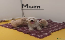 Poochon dogs for sale: Poochon puppies - Image 8