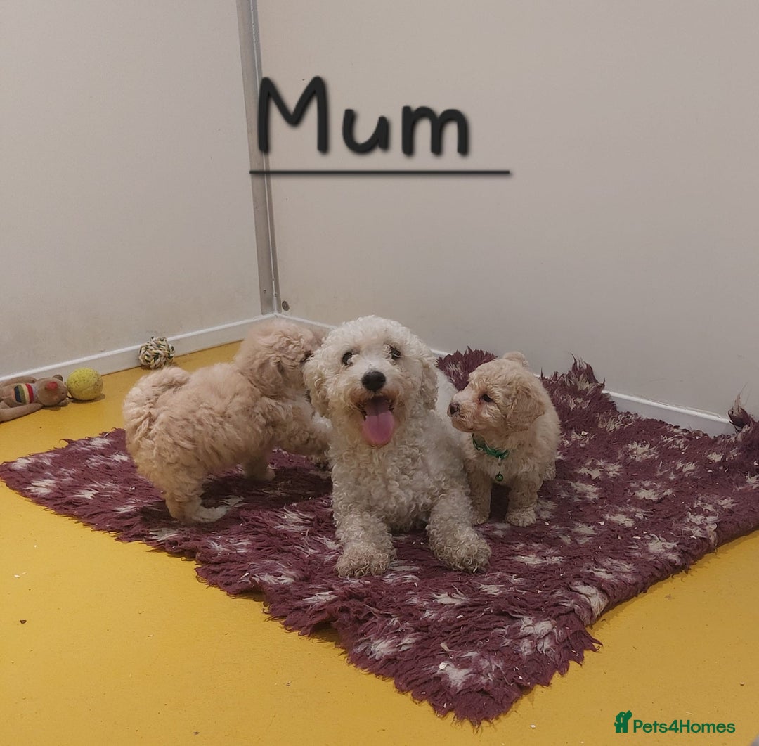 Poochon dogs for sale: Poochon puppies - Image 8