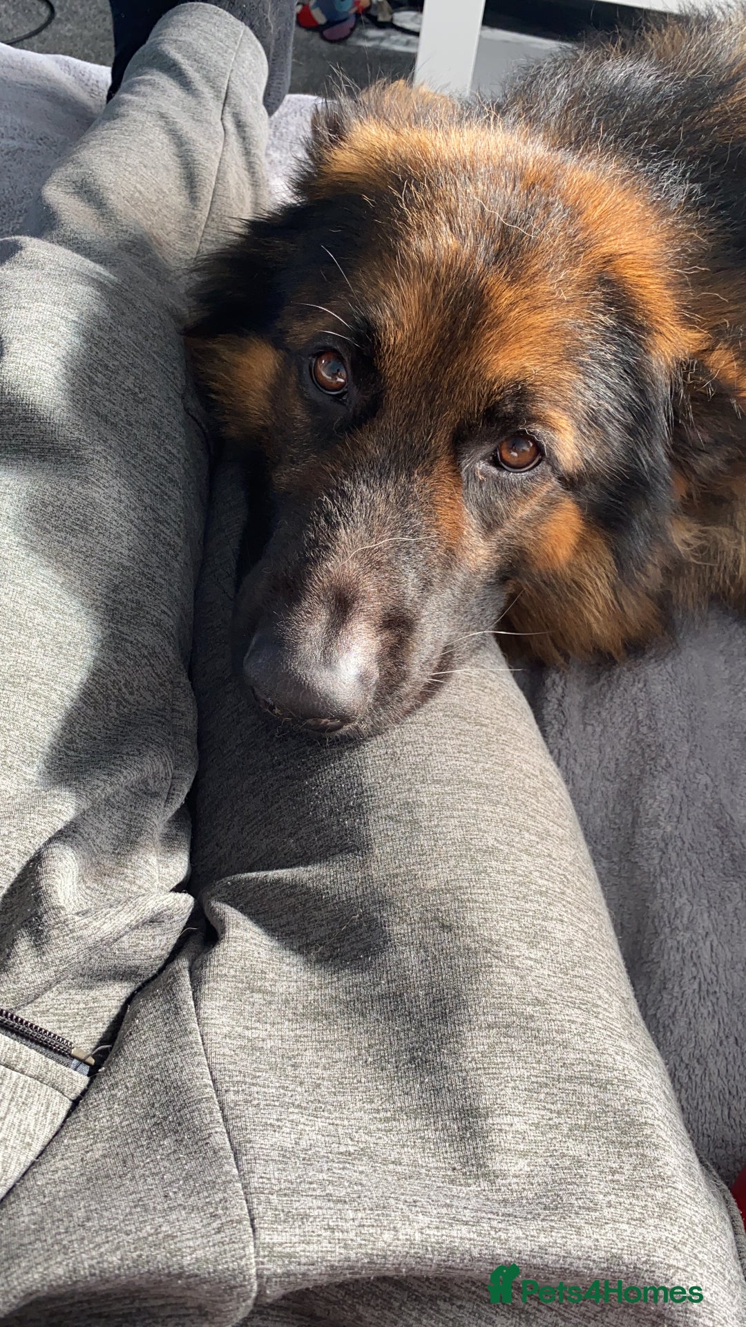 German Shepherd dogs for stud: KC registered beautiful stud in Rochdale - Image 5