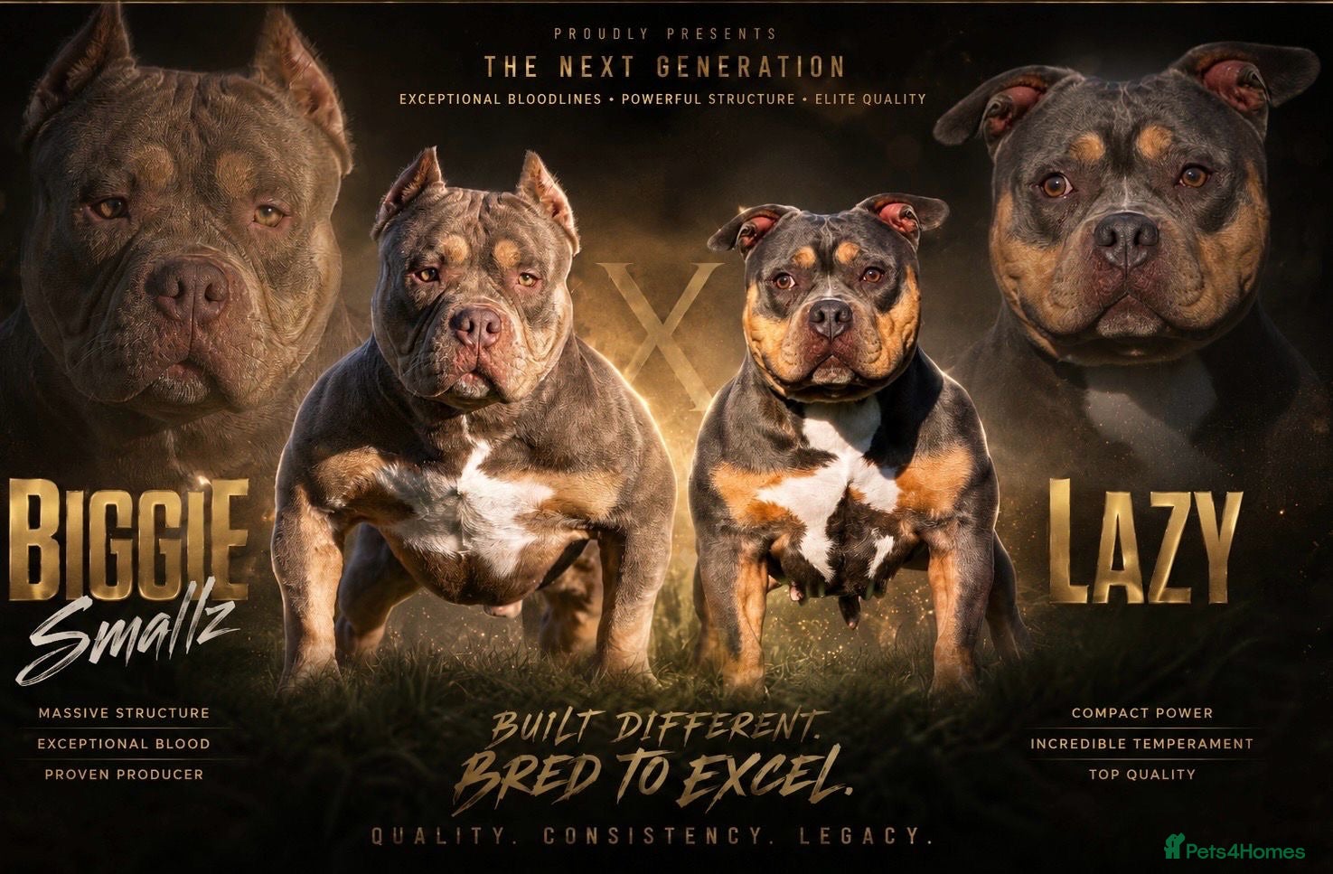 American Bully dogs American Bully ABKC registered  - Advert 1