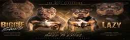 American Bully dogs for sale: American Bully ABKC registered  - Advert 1