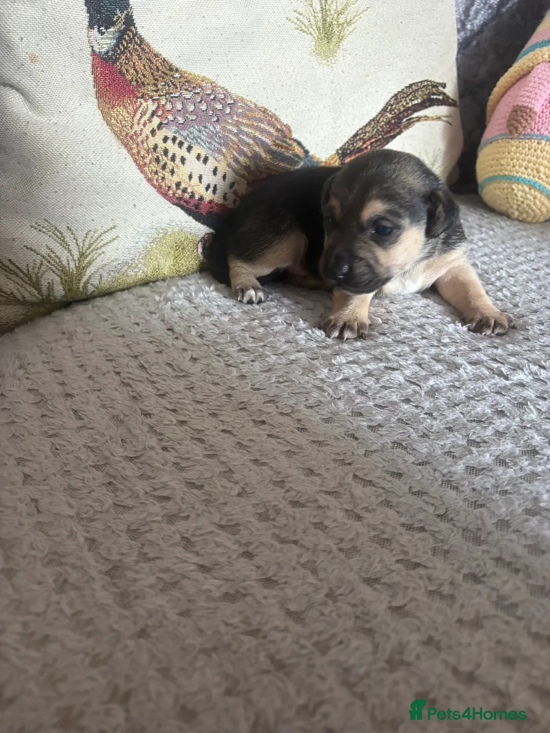 Jack Russell dogs for sale: For sale  - Advert 2