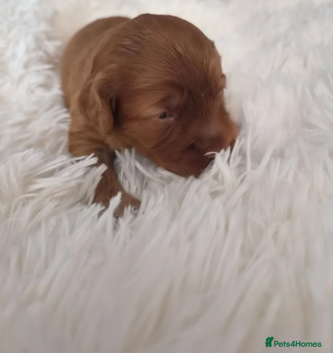 Cockapoo dogs for sale: beautiful cockapoo's in Mountain Ash - Advert 15