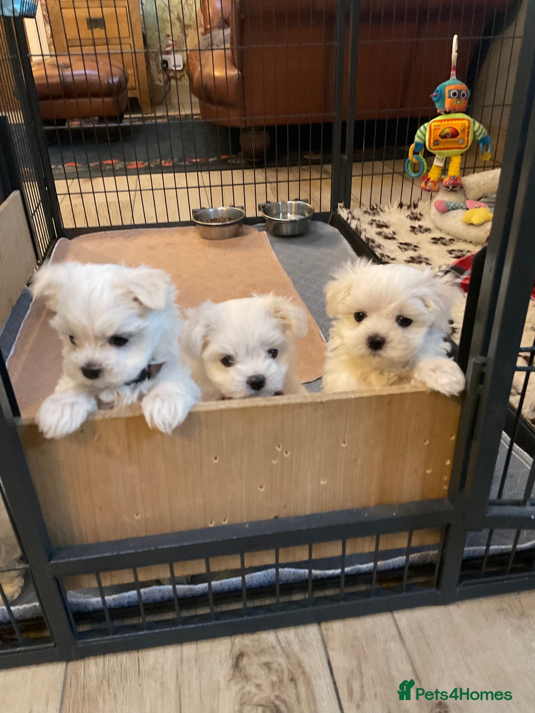 Maltese dogs for sale: Maltese puppies Kc registered  - Advert 6