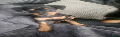 Black and tan Miniature Pinscher