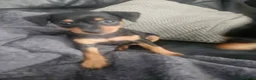 Miniature Pinscher dogs for sale: Miniature Pincher with Prague Ratter lineage - Advert 3