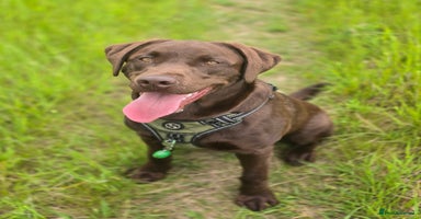 Labrador Retriever dogs - Advert 1
