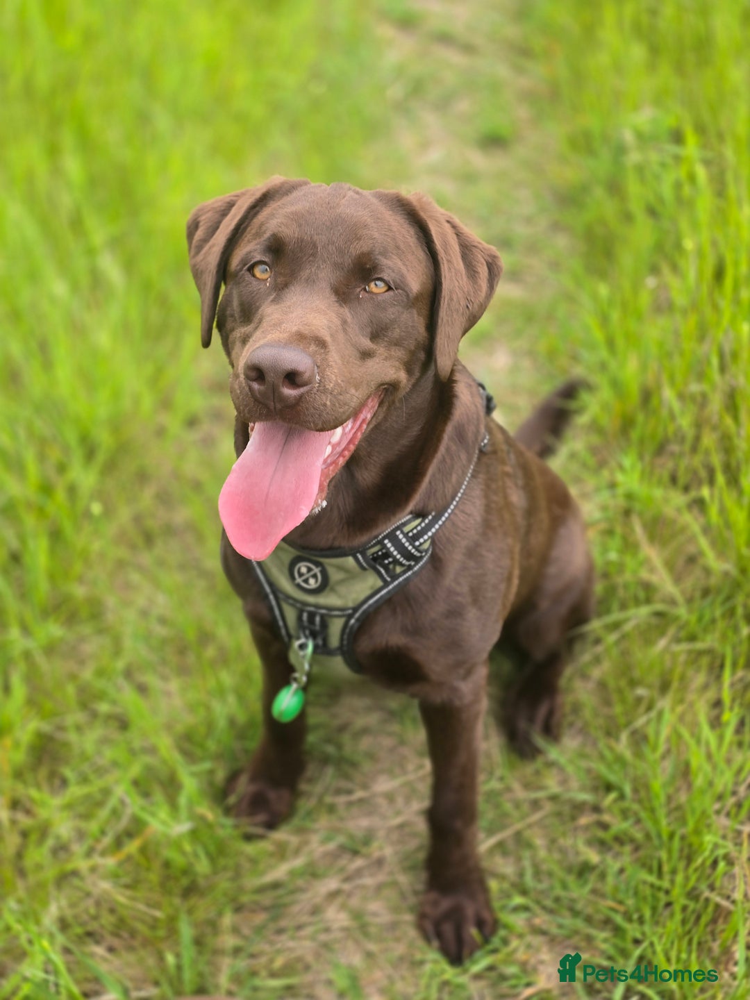 Labrador Retriever dogs for sale: 🐾 Two Beautiful Labradors 1 Boy, 1 Girl  🐾 - Image 3