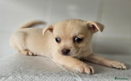 Pomchi dogs for sale: Wonderful pomchi puppies  - Image 7