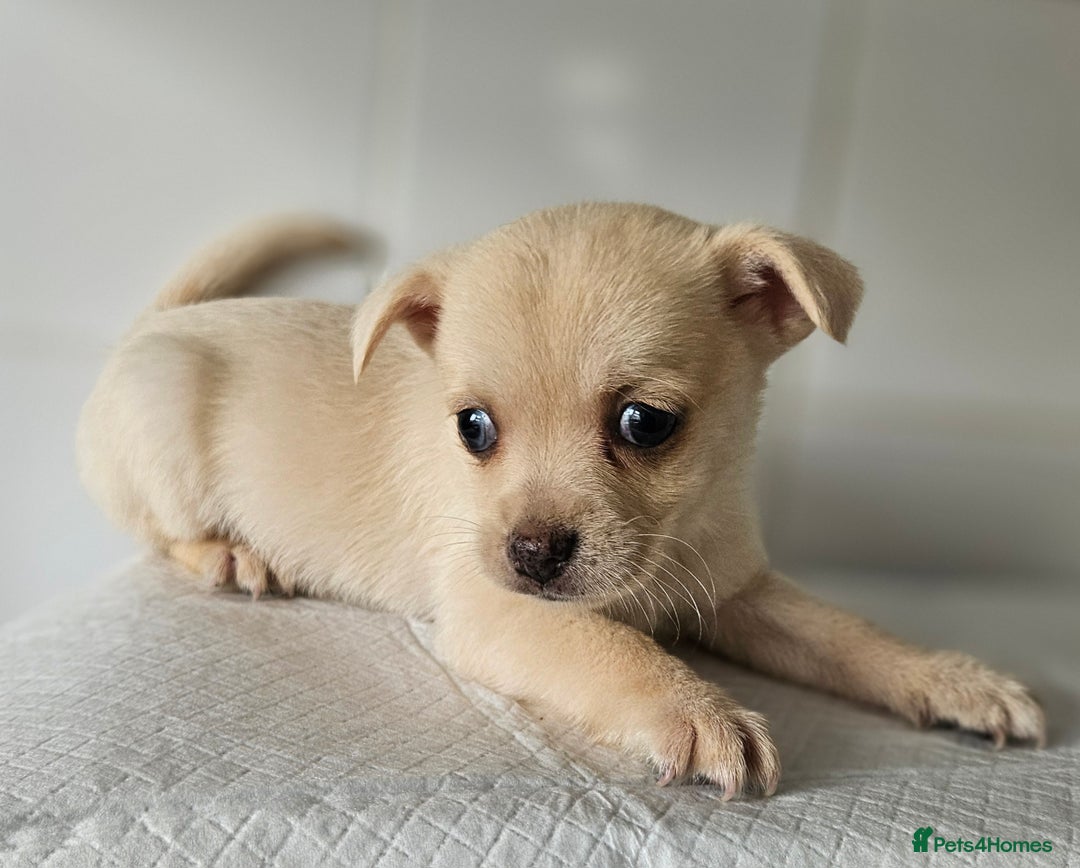 Pomchi dogs for sale: Wonderful pomchi puppies  - Image 7