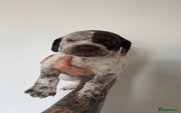 Mixed Breed dogs for sale: Litter of 9 healthy pups  - Image 25