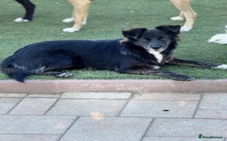Mixed Breed dogs for adoption: Cute Briggie looking for LOVE - Image 3