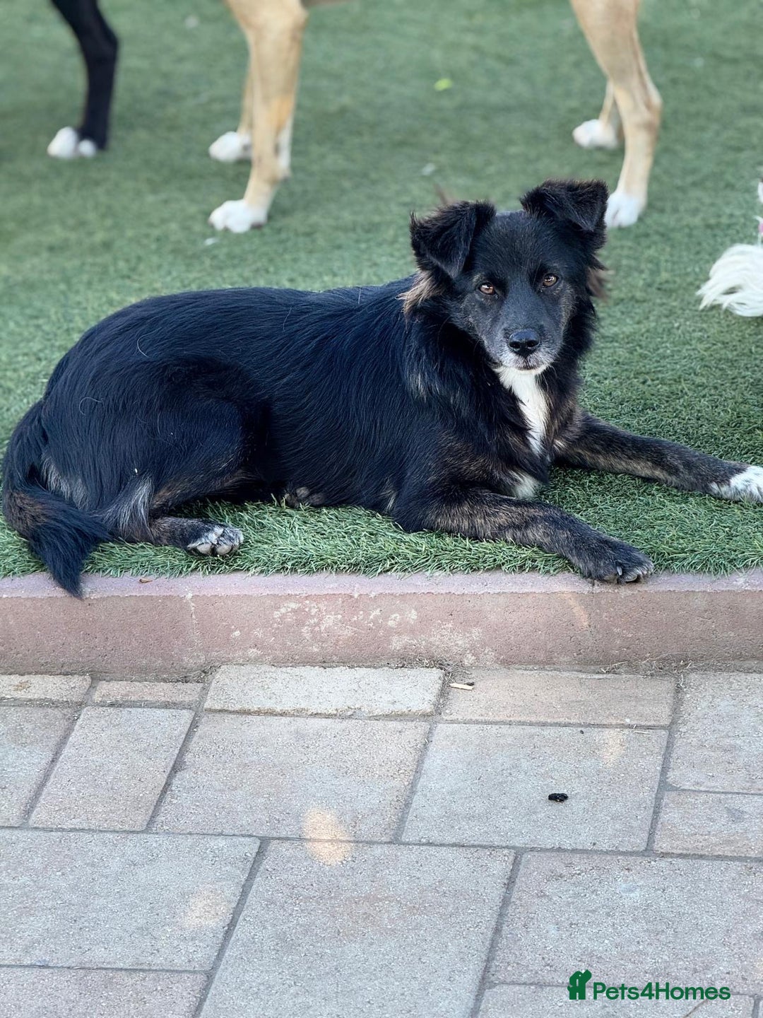 Mixed Breed dogs for adoption: Cute Briggie looking for LOVE - Image 3