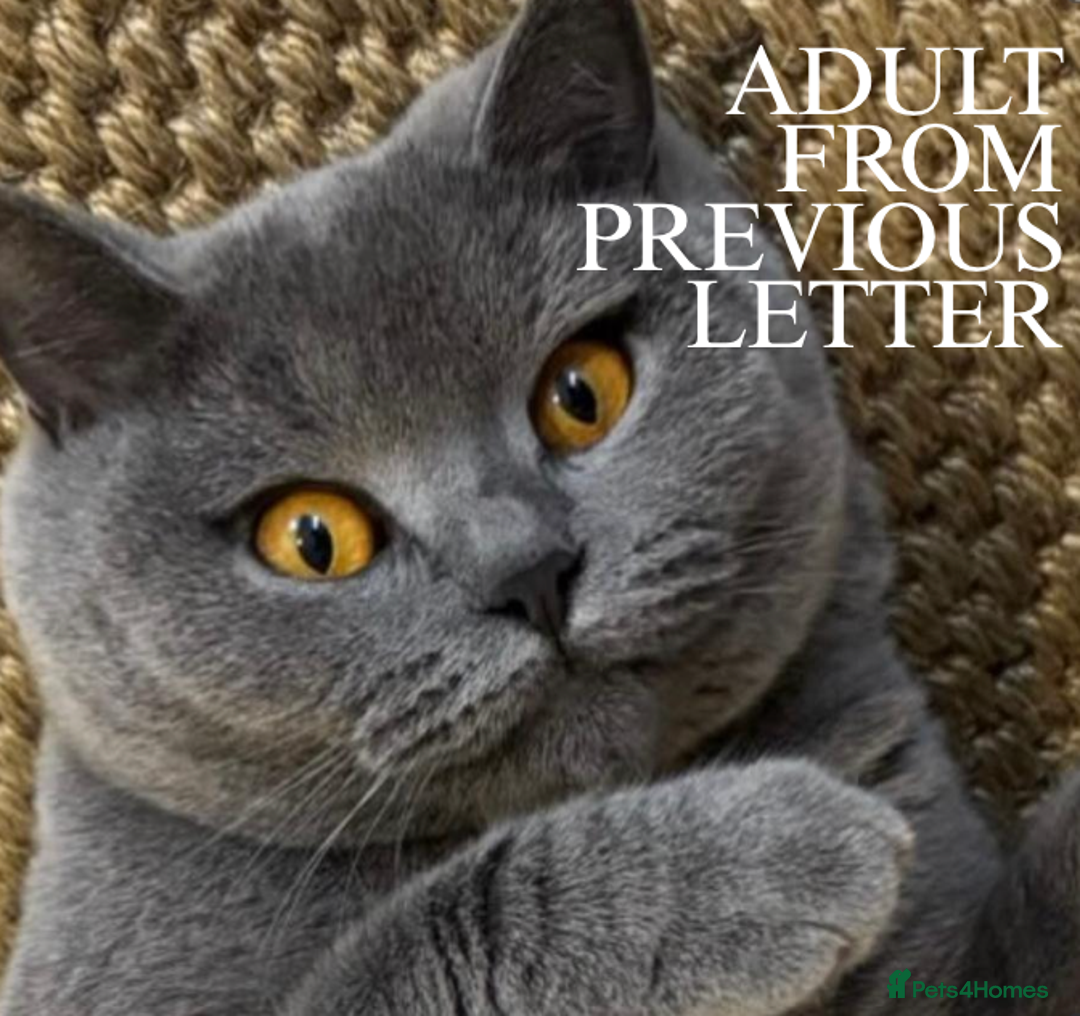 British Shorthair cats for sale: X5 British Shorthair Kittens – GCCF Registered - Advert 3