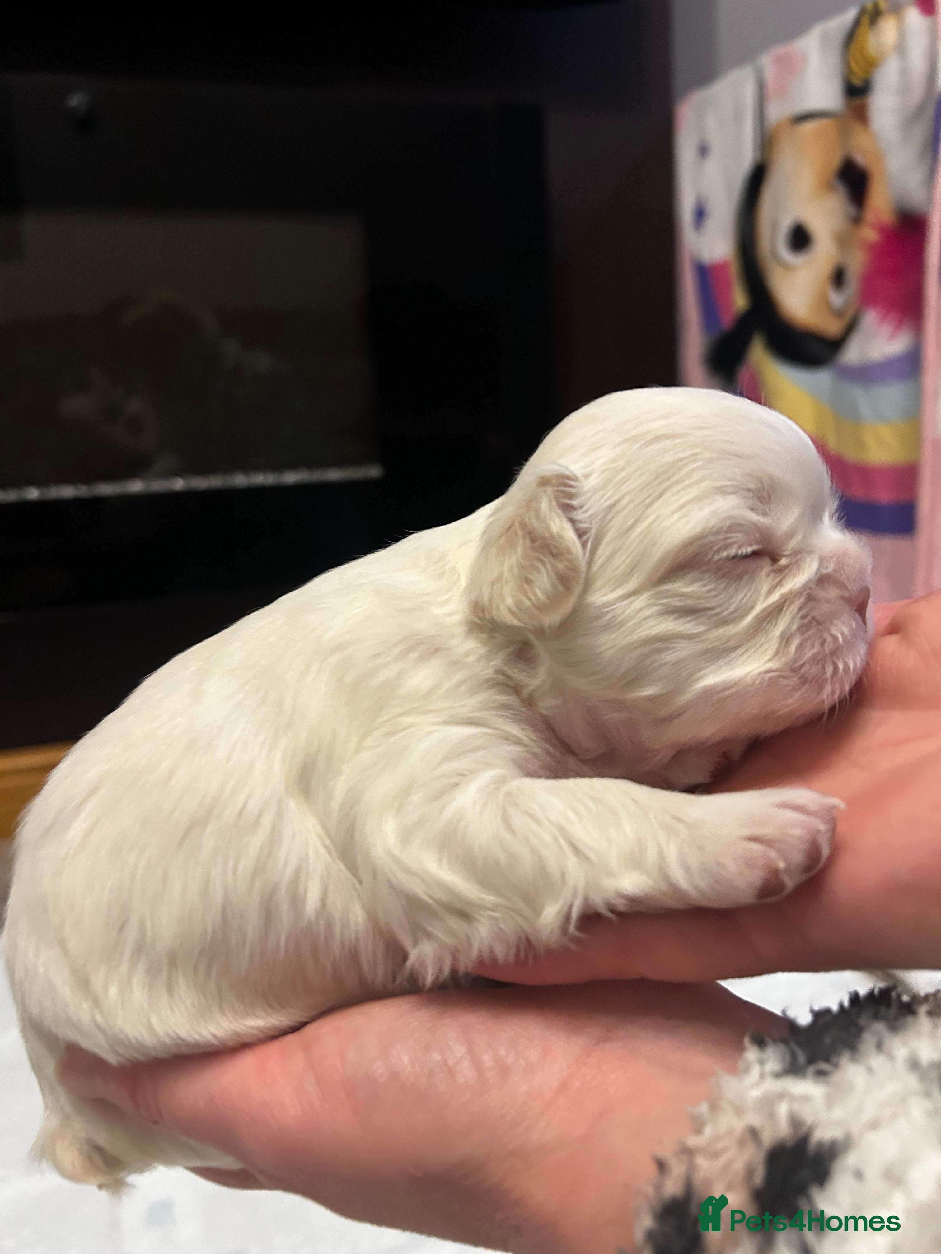 French Bulldog dogs Fluffy French bulldog puppies - Advert 2