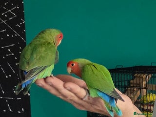 Lovebirds birds - Advert 11
