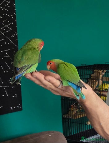 Lovebirds birds - Advert 1