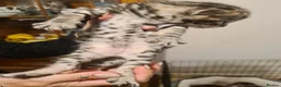 Bengal cats for sale: Kittens x bengal READY TO LEAVE  - Advert 23