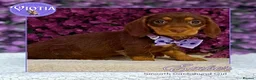 Miniature Dachshund dogs for sale: Ready now miniature dachshund  in Castle Douglas - Advert 5