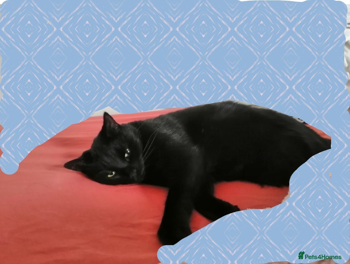 Mixed Breed cats Zion, beautiful boy.  - Advert 1