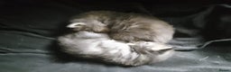 Mixed Breed cats for sale: AWESOME FLUFFY CHUNKY NORWEGIAN FOREST CAT X - Advert 38