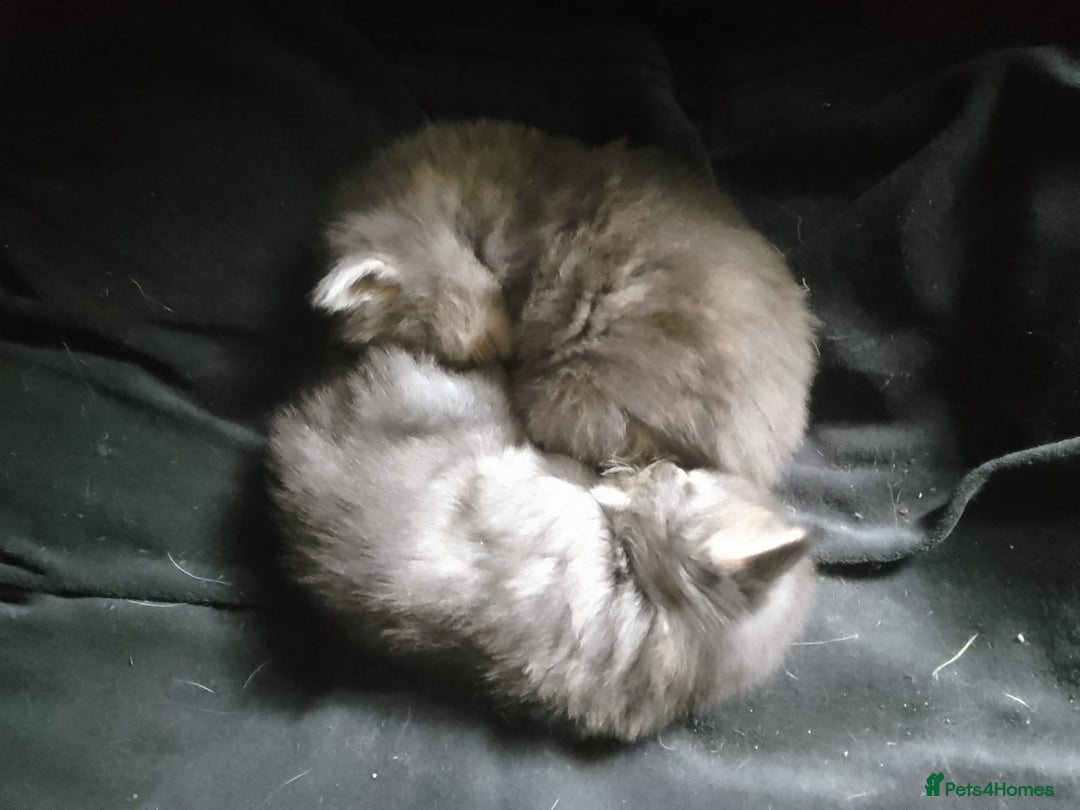 Mixed Breed cats for sale: AWESOME FLUFFY CHUNKY NORWEGIAN FOREST CAT X - Advert 38