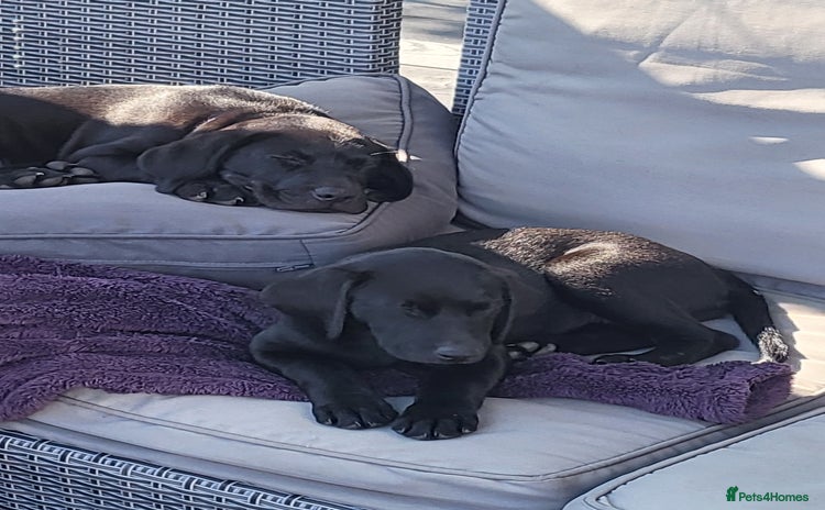 Labrador Retriever dogs - Advert 15