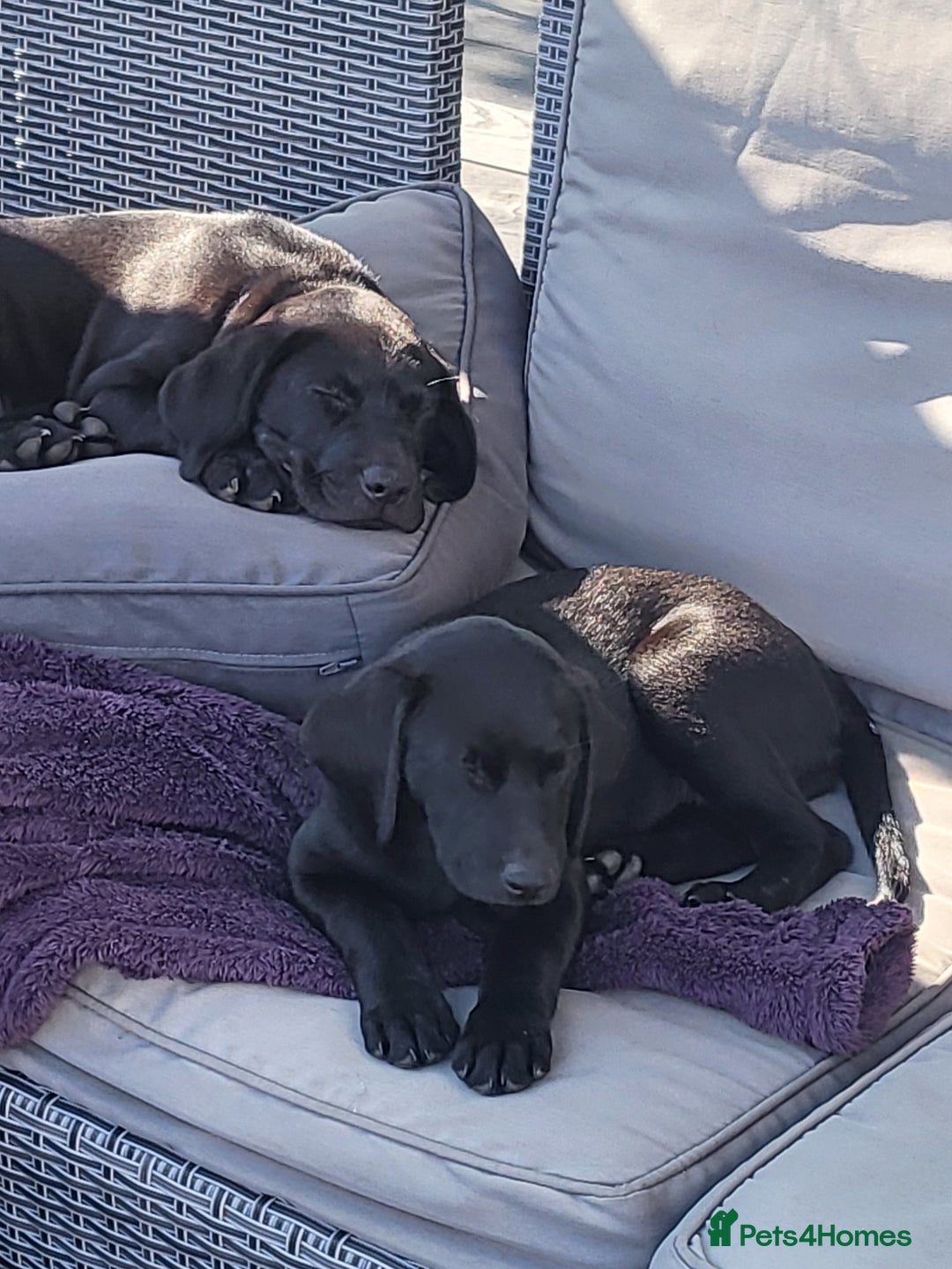 Labrador Retriever dogs for sale: Calm & gentle black 10wk old boy & girl - working - Image 1